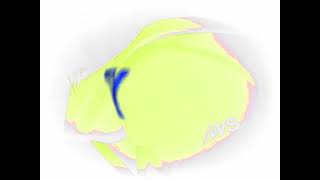 Windows Xp Animation Effects