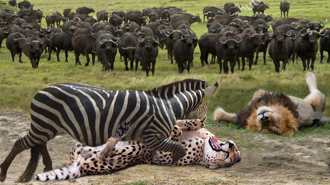 Zebra Was So Strong That it Didn't Take a Minute To Defeat Cheetah ...