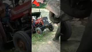 Elephant #viral #shortsfeed #shorts