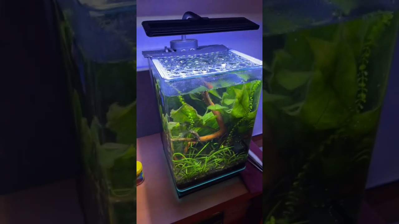Awesome Aquarium 😍💥🔥#youtubeshorts #aquarium