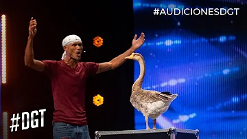 Como é que os patos nadam?
