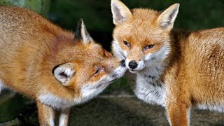 Affectionate foxes - UHD 4K