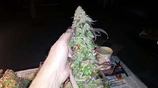 Rando's Backyard Grow. Jan 6th 2021