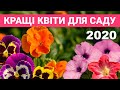 Вирощування квітів: кращі сорти та гібриди чорнобривців, віоли, газанії й петунії