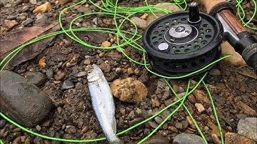 CÂU CÁ SUỐI MÔN CÂU MỒI FLY GIẢI TRÍ.