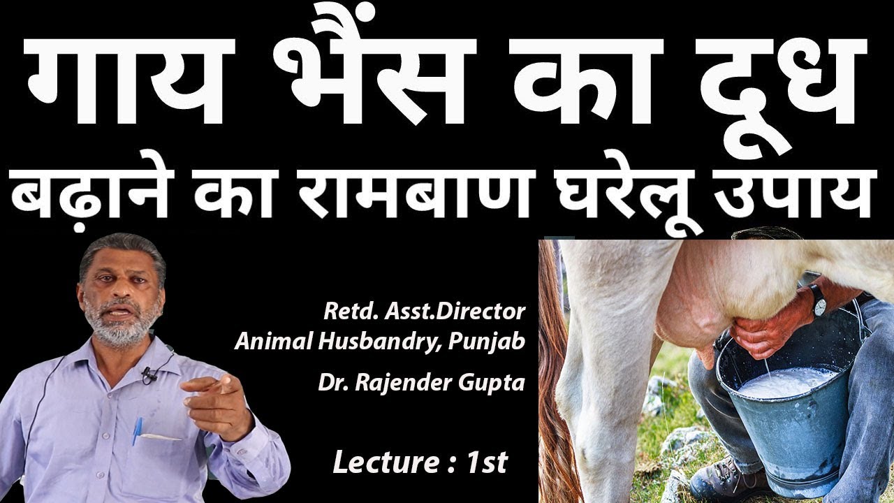 गाय भैंस का दूध बढ़ाने वाला सुपर फार्मूला- Part 1| how to increase cow milk naturally | increase milk