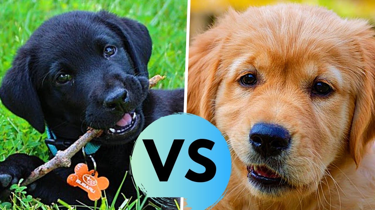 chocolate lab and golden retriever puppies