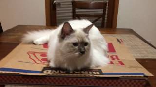 Ragdoll kitten and Costco pizza box.... why cat need a pizza pox by Ragdoll Kitten Life 108 views 6 years ago 59 seconds