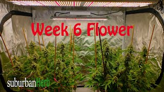 Week 6 complete for gorilla glue and bruce banner under Viparspectra xs4000, xs1000 and p2500