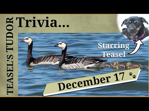 Teasel's Tudor Trivia - 17 December - Geese are fish!