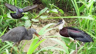 Primitive Technology Kh: Awesome Quick Best Bird Trap homemade-How To Make Easy Bird Trap
