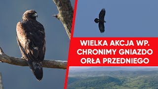 Wirtualna Polska opiekuje się gniazdem orła przedniego