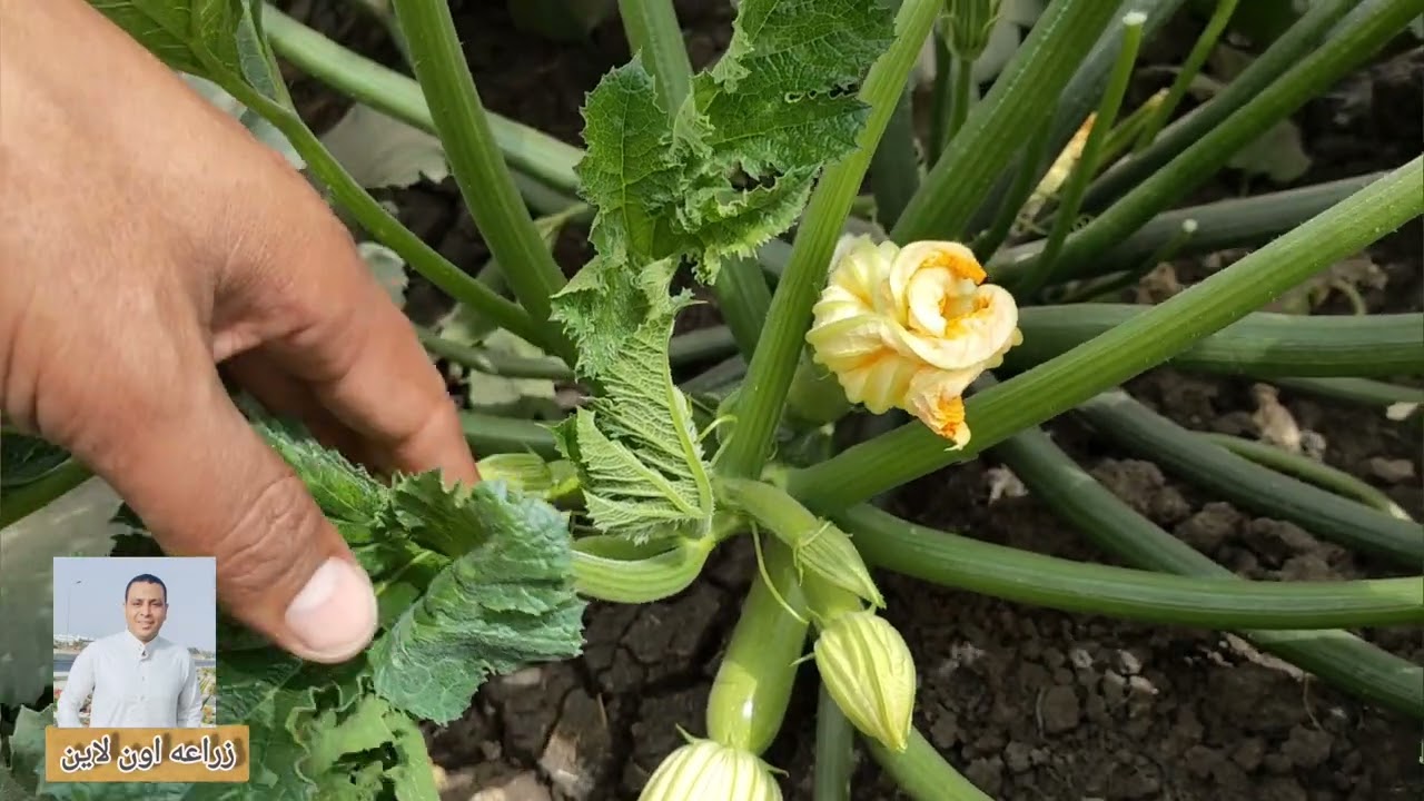 اهم علاج للفيروس أو الكرعته فى الكوسه