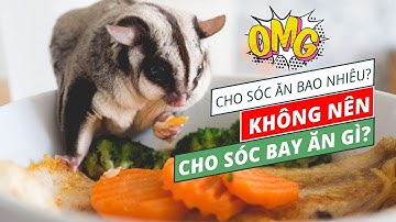 Cho Sóc Bay Úc Ăn Bao Nhiêu Là Đủ? KHÔNG NÊN cho Sóc Bay Úc Ăn Gì?