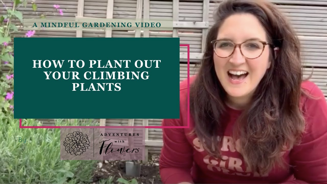How to plant out your climbing plants - YouTube