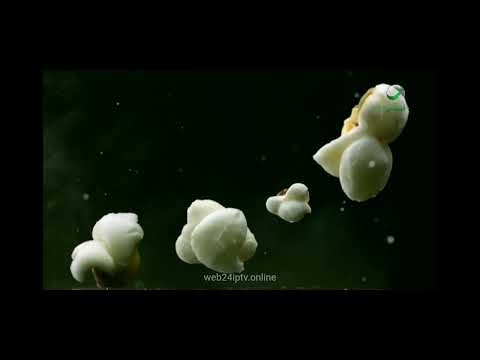 فاصل الفشار المنبثق    