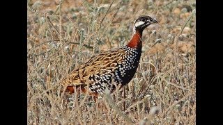 Black Francolin ( Francolinus francolinus )  Φραγκολίνα  Cyprus