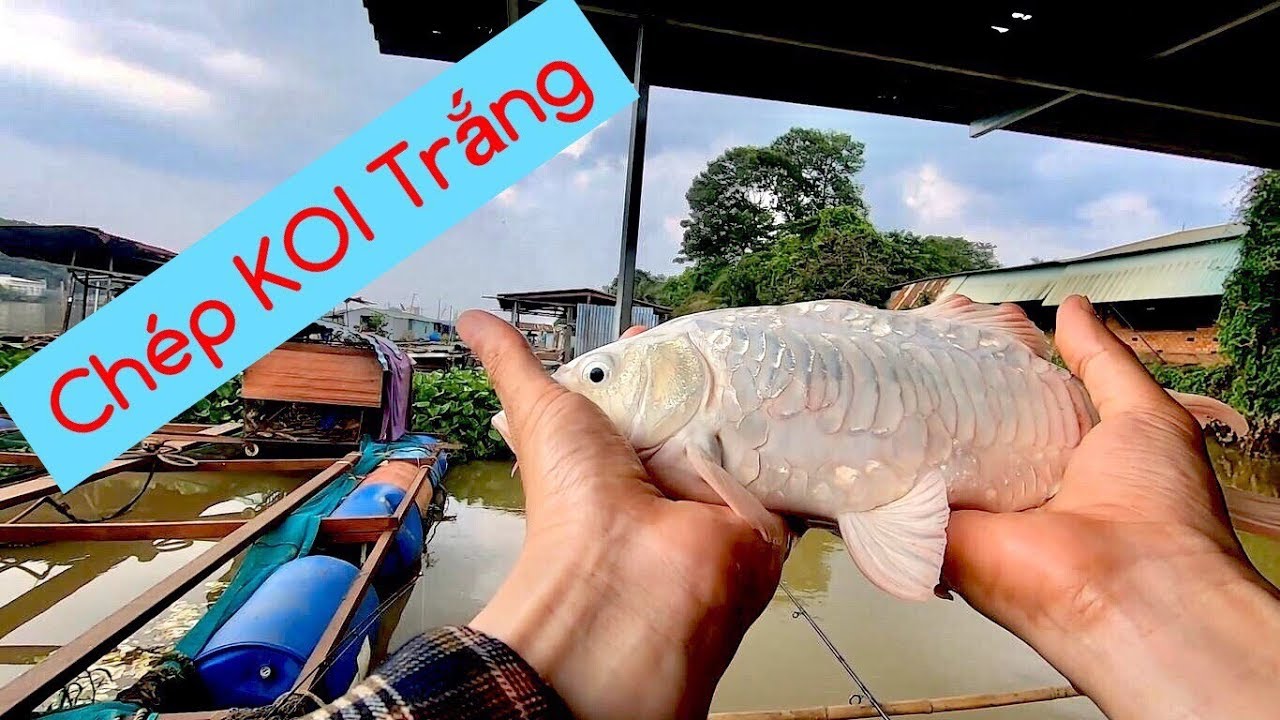 🎣 Câu Được Chép Koi Làng Bè Tân Mai - Biên Hòa. Tập 3 | White KOI Carp Fish