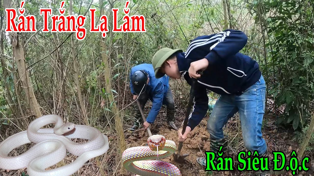 Phát Hiện Rắn Trắng Team Đoàn Dương Ngã Ngửa Vì Gặp Phải Loài Cực Độc ...