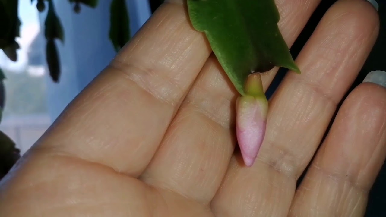 SCHLUMBERGERA Cactus FLOWER BUDS forming PART 1 