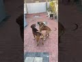 A little brawl for dominance #dogs #dogshorts #boerboels