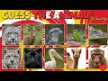 Guess the Animals within just 3 seconds? ‎| SS Smart Quiz | Animals | @quizjey @QuizBlitz_ 