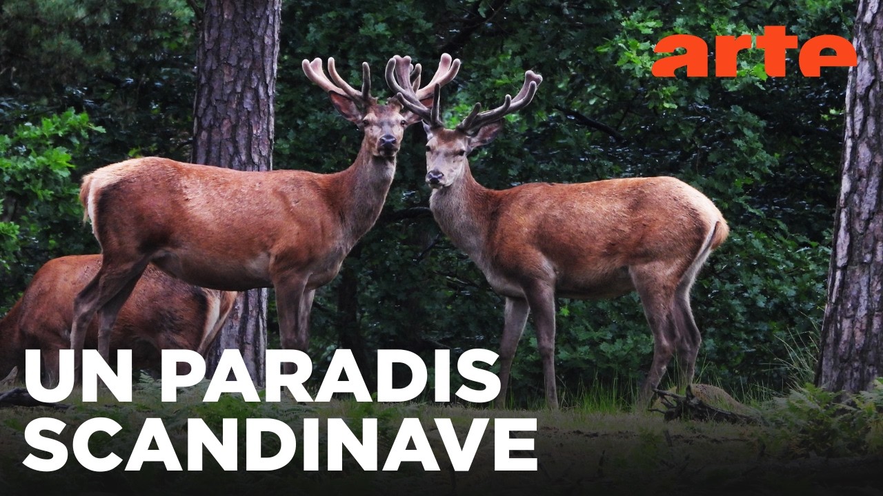 Le Götaland et le Svealand | La Suède, un bain de nature | ARTE Évasion