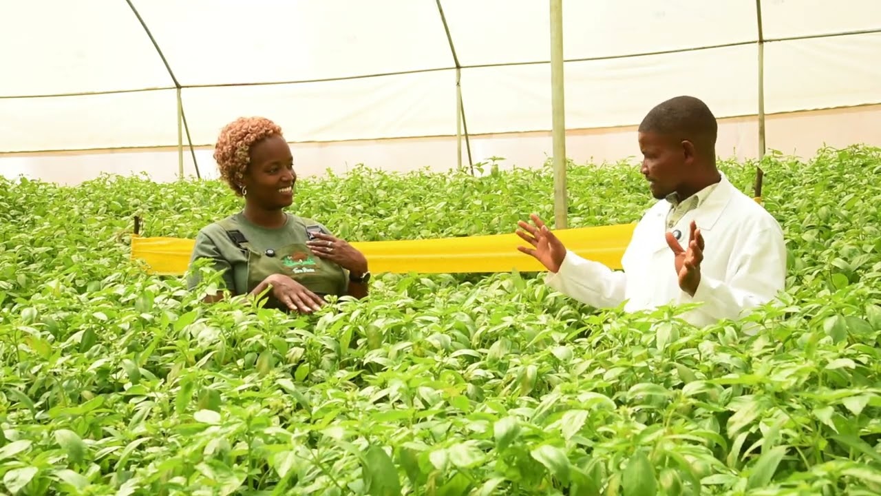 How to Grow Basil for Export Quality Standards | Farm Diaries