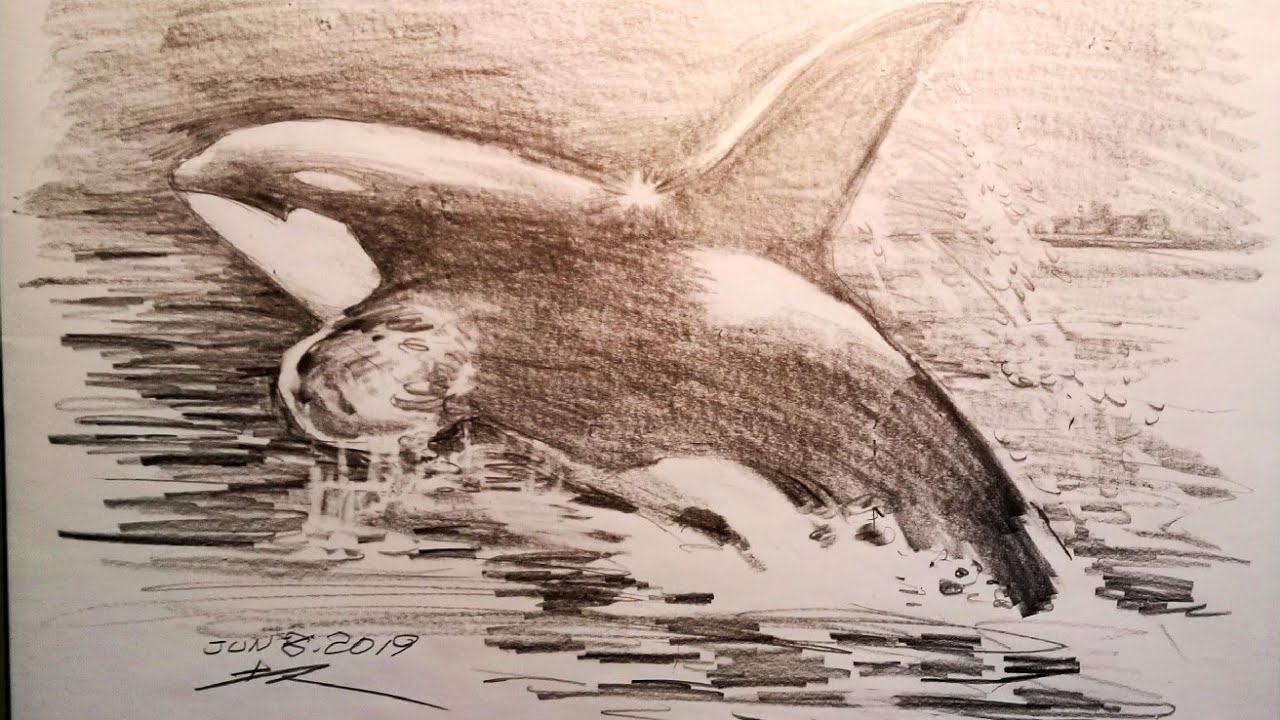 土牛素描　作品集 土人教画》28 素描-虎鲸terrain art class sketching-whale - YouTube
