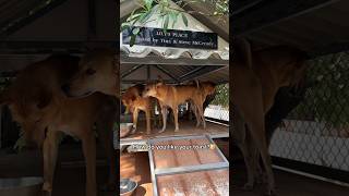 Hoe eet jij je toast het liefst? 🤔 Kies je gewenste niveau en laat hieronder een reactie achter 🍞⬇️