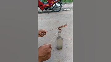 Rết ngâm rượu đây(1)