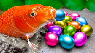 Funny Animation ❤️ Rainbow Carp Fish - Colorful Catfish, Satisfying Koi Fish - Stop Motion Cartoon