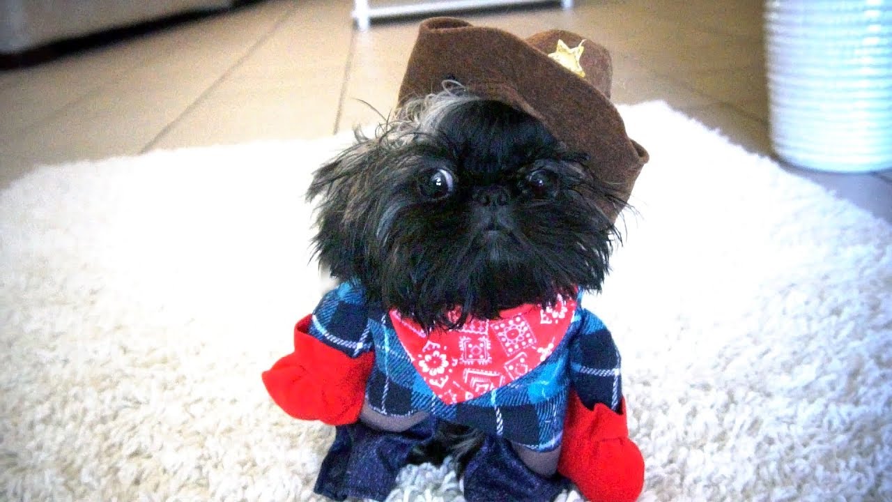 cute shih tzu halloween costumes