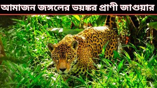 আমাজনের প্রধান ১০ টি ভয়ঙ্কর প্রাণী 🐯// Amazon's most dangerous animals 🐯//