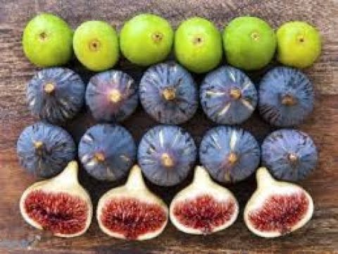 تفسير حلم رؤية اكل التين من علي الشجره في المنام