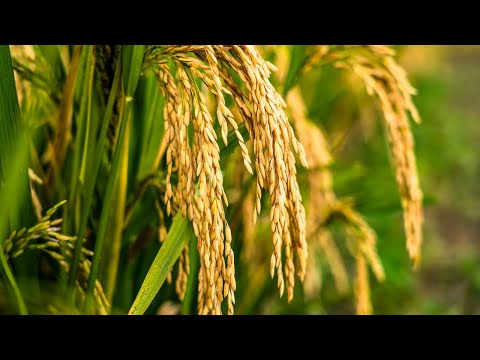 Nhận Định 17.10.2025 | Nhóm Nông Sản