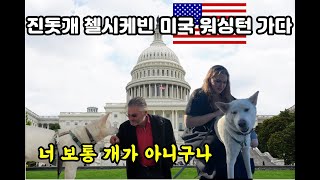 (1편)🇺🇸 미국 워싱턴에서 진돗개가 찬사를 받은 이유는? with 캠핑카진순이 (외국인이 보는 진돗개)