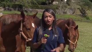 A Hora do Turfe 24 - A criação de cavalos no país