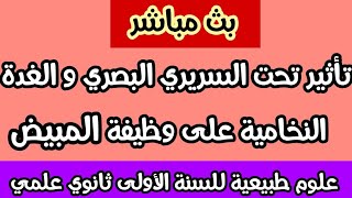 تأثير تحت السريري البصري و الغدة النخامية على وظيفة المبيض