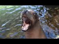 Fun Times With Rockie The California Sea Lion!