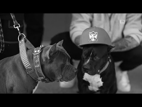 Mr.Primo ft. SahakyAni - GANGXT3RS