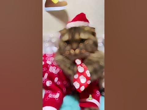 С Рождеством! 🎄 #кот #shorts #котики #cat #рождество - YouTube