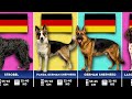Every Dog Breed From Germany: Ranked by Size 