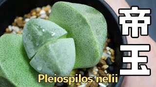 Pleiospilos nelii プレイオスピロス 帝玉 [Variety of succulents introduction]