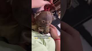 Boneka Kesayangan Yang Sudah Lama シ シViral