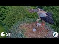 The stork, after returning, eliminates both remaining chicks/Аисты. Гнездо другое, а итог тот же.