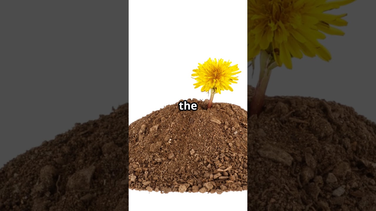 Bloom Like a Flower  Your Daily Dose of  Motivation !