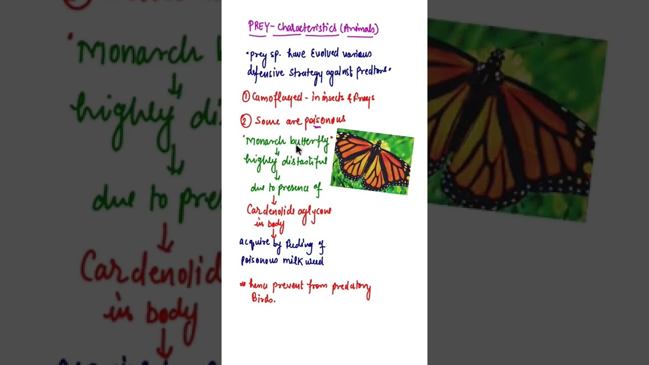Monarch butterfly defense mechanisms 