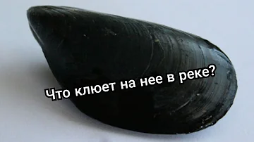 Что клюет зимой на реке на мидию?