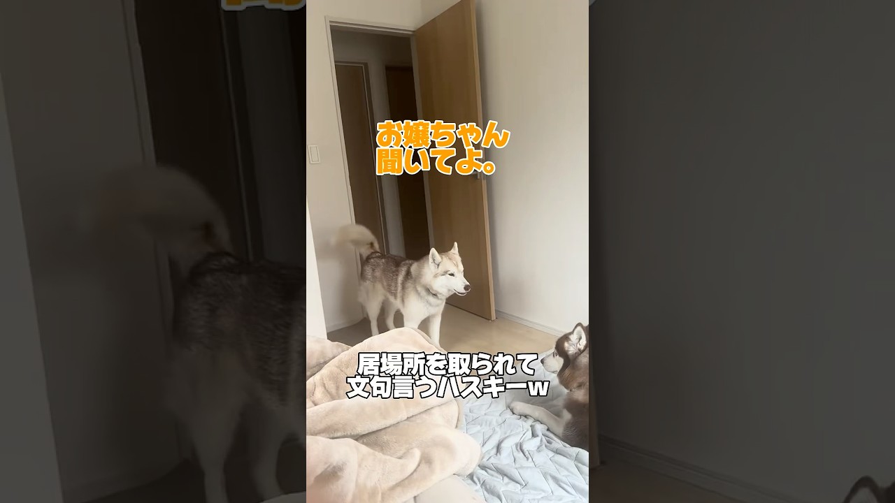 【お喋り】居場所を取られて文句言うハスキーwww